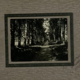 Березовая аллея в Шушарах. 1914 г. Фотография. Фотобумага, картон.